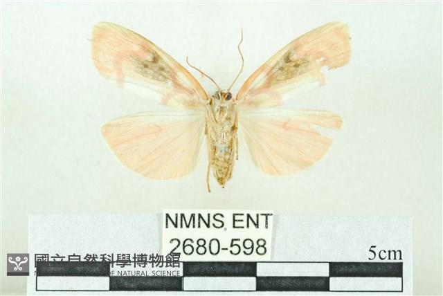 臺雪苔蛾藏品圖，第2張