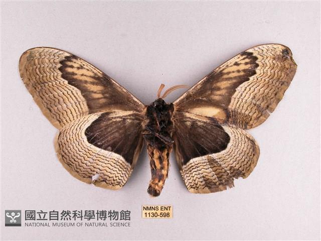 枯球籮紋蛾藏品圖，第2張