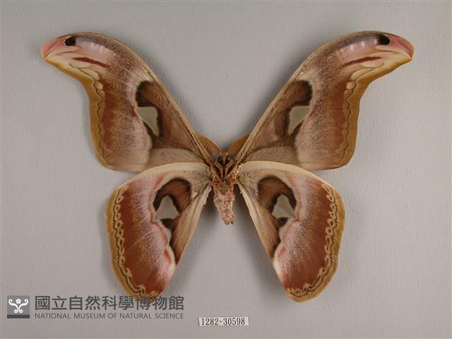 皇蛾藏品圖，第2張