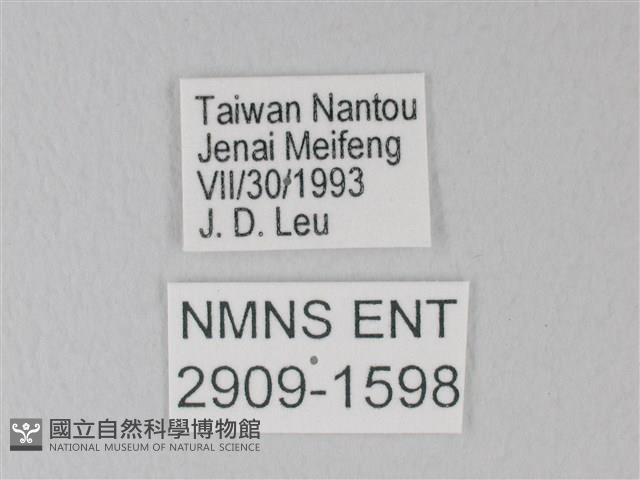 流星絹粉蝶藏品圖，第2張