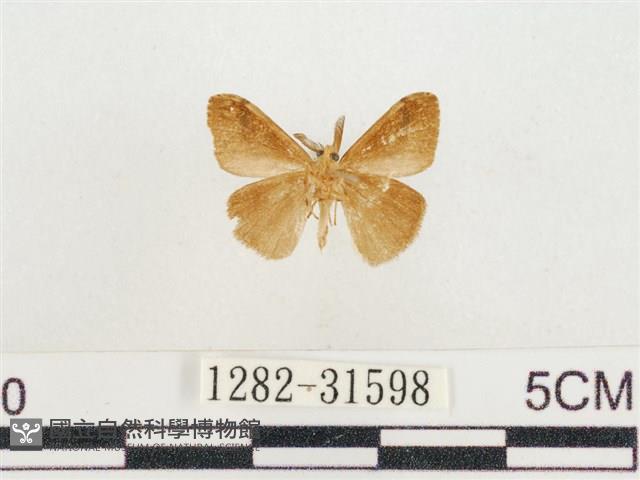 小白紋毒蛾藏品圖，第2張