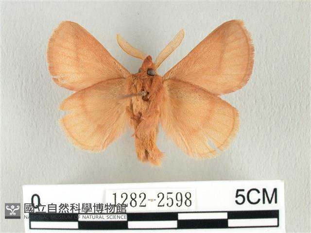 褐斜帶枯葉蛾藏品圖，第2張