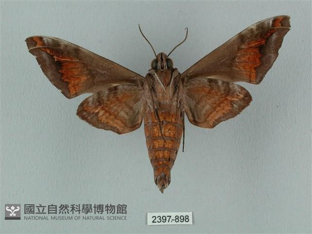 半緣缺角天蛾藏品圖，第2張