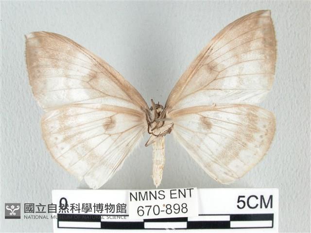 圓翅大鉤蛾藏品圖，第2張