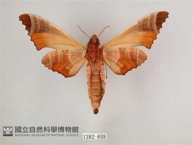 黑角六點天蛾藏品圖，第2張