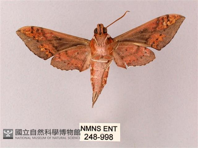 雙斑白肩天蛾藏品圖，第2張