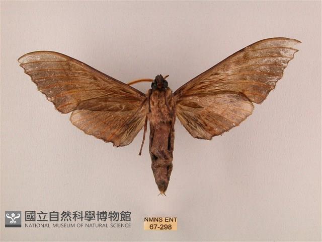 栗六點天蛾藏品圖，第2張