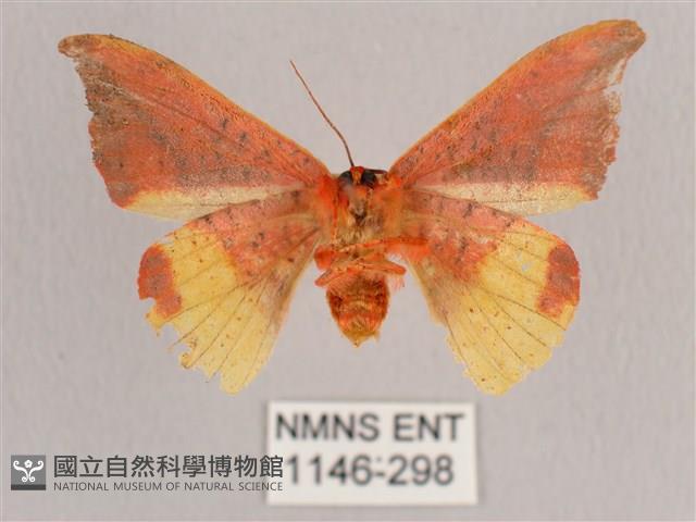 銀端帶鉤蛾藏品圖，第2張