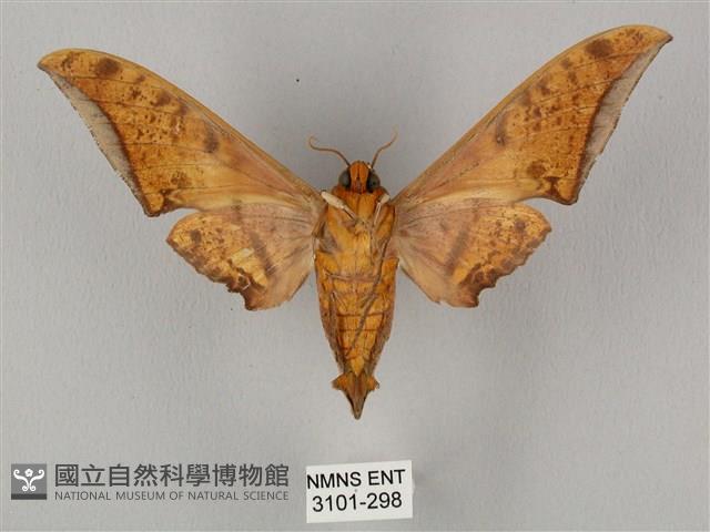 裂斑鷹翅天蛾藏品圖，第2張