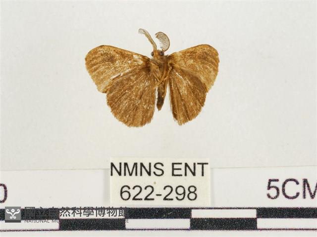 小白紋毒蛾藏品圖，第2張