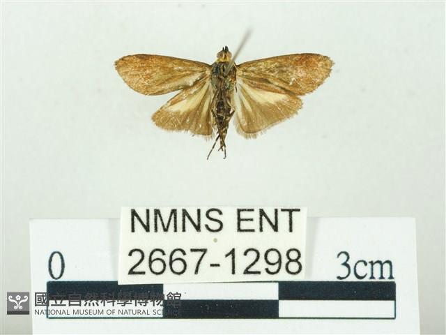 叉紋閃舞蛾藏品圖，第2張