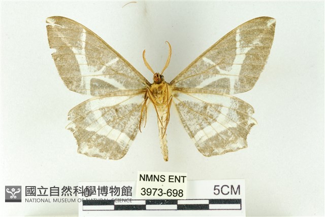樹形尺蛾藏品圖，第2張