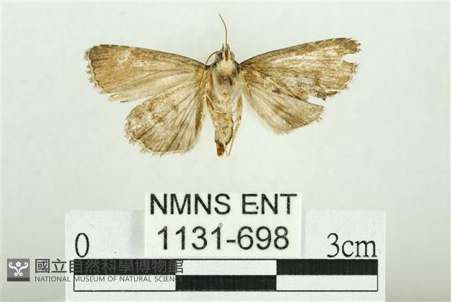 白斑散紋夜蛾藏品圖，第2張