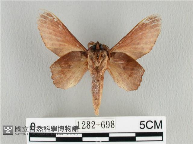 臺灣枯葉蛾藏品圖，第2張