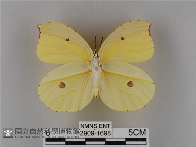 圓翅鉤粉蝶藏品圖，第2張