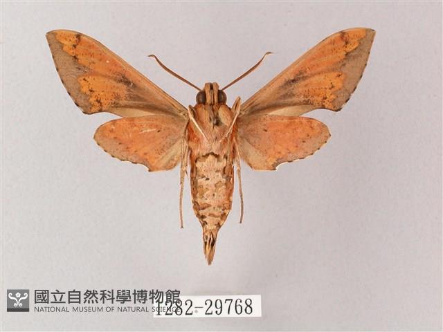 雙斑白肩天蛾藏品圖，第2張