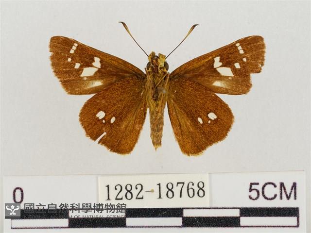 碎紋孔弄蝶藏品圖，第2張