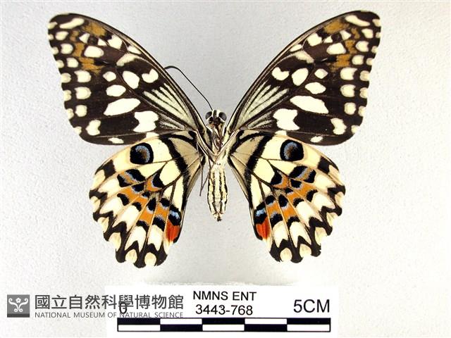 花鳳蝶、無尾鳳蝶藏品圖，第2張