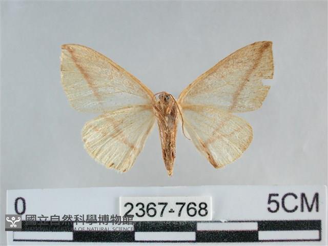 澄線尺蛾藏品圖，第2張