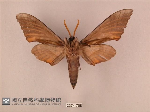 栗六點天蛾藏品圖，第2張