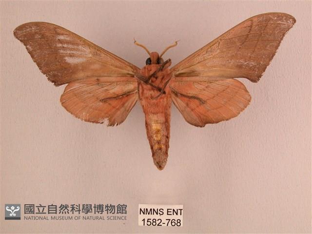 直翅六點天蛾藏品圖，第2張