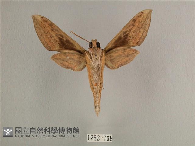 背線天蛾藏品圖，第2張