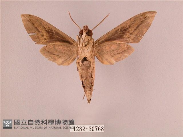 背帶斜紋天蛾藏品圖，第2張