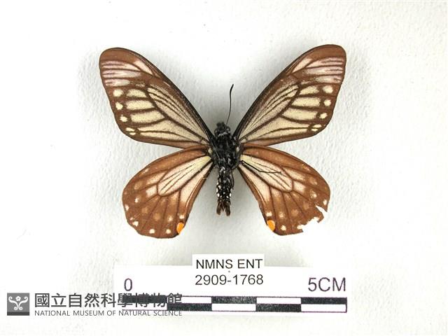 黃星斑鳳蝶藏品圖，第2張