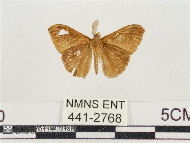 小白紋毒蛾藏品圖，第2張