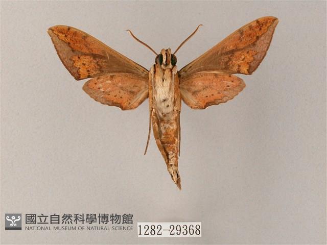 臺灣白肩天蛾藏品圖，第2張