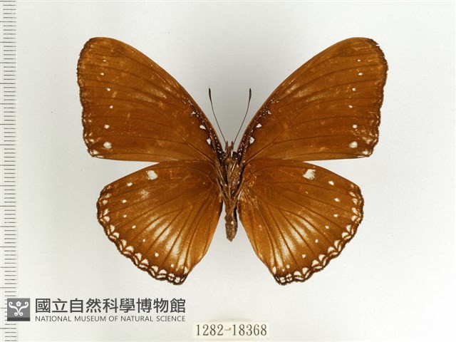 端紫幻蛺蝶藏品圖，第2張