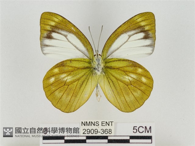 淡褐脈粉蝶藏品圖，第2張