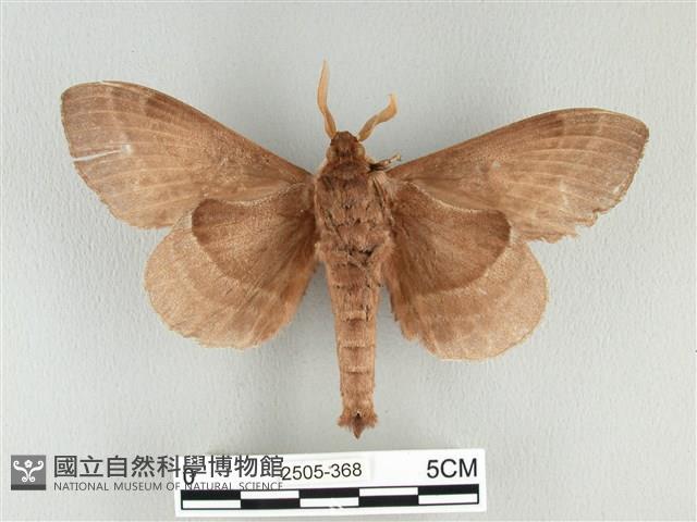 松大毛蟲藏品圖，第2張