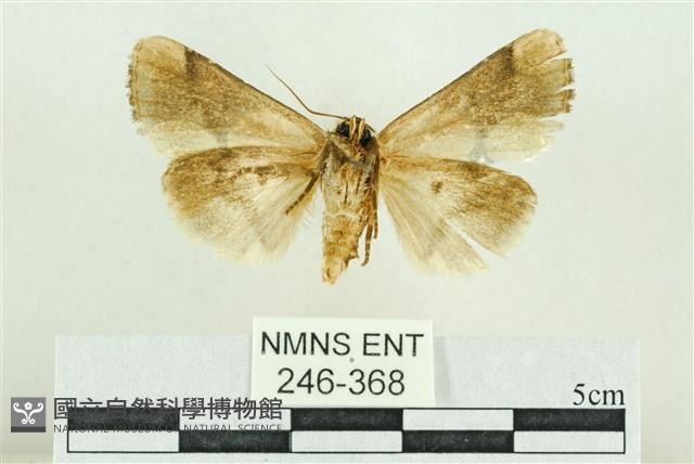 臺灣斑蕊夜蛾藏品圖，第2張