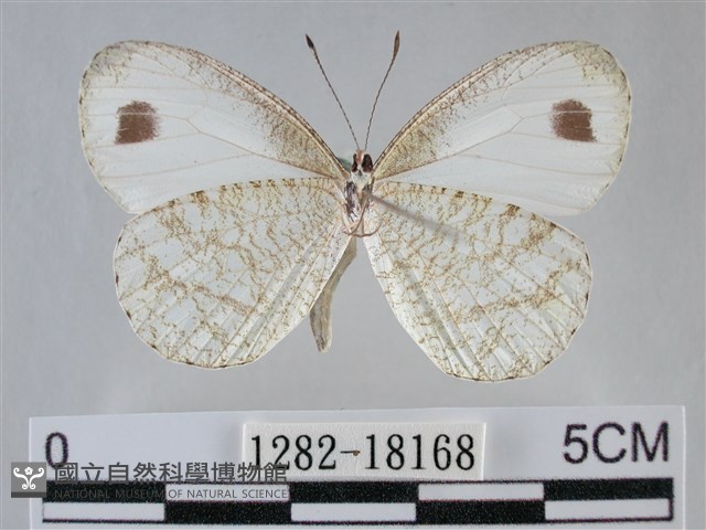 纖粉蝶藏品圖，第2張