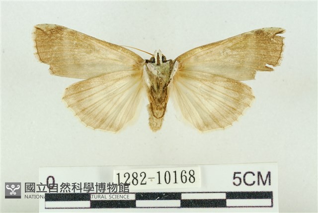 臺洒波紋蛾藏品圖，第2張