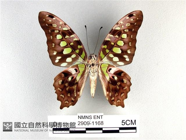 翠斑青鳳蝶藏品圖，第2張