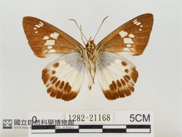 臺灣颯弄蝶藏品圖，第2張