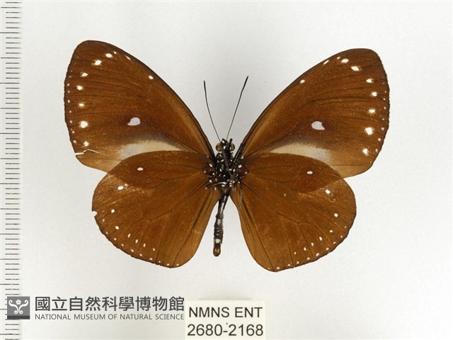 小紫斑蝶藏品圖，第2張