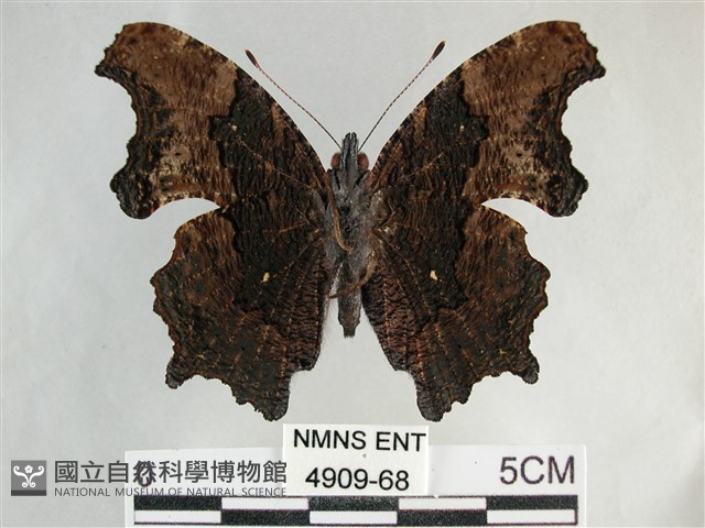 琉璃蛺蝶藏品圖，第2張