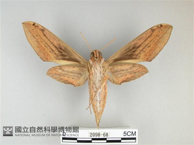 棕綠背線天蛾藏品圖，第2張