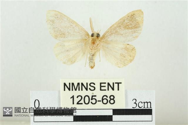 黑翅黃毒蛾藏品圖，第2張