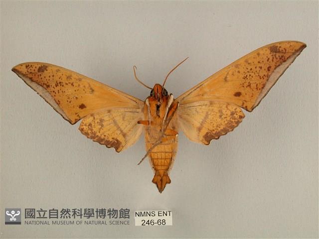 臺灣鷹翅天蛾藏品圖，第2張