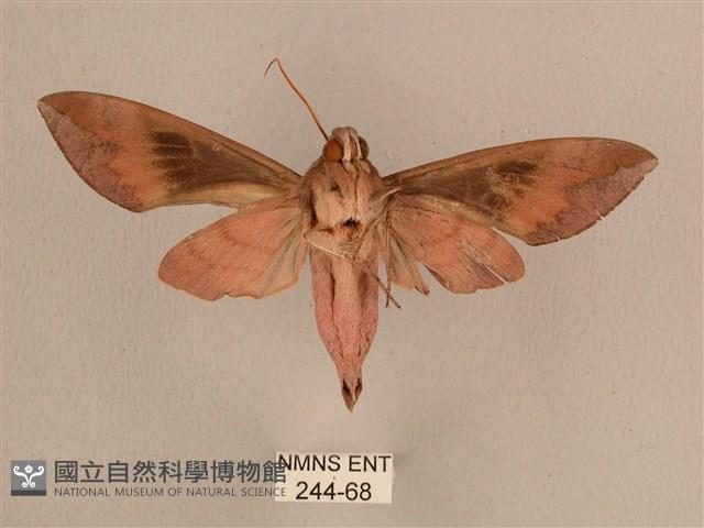 背中白天蛾藏品圖，第2張