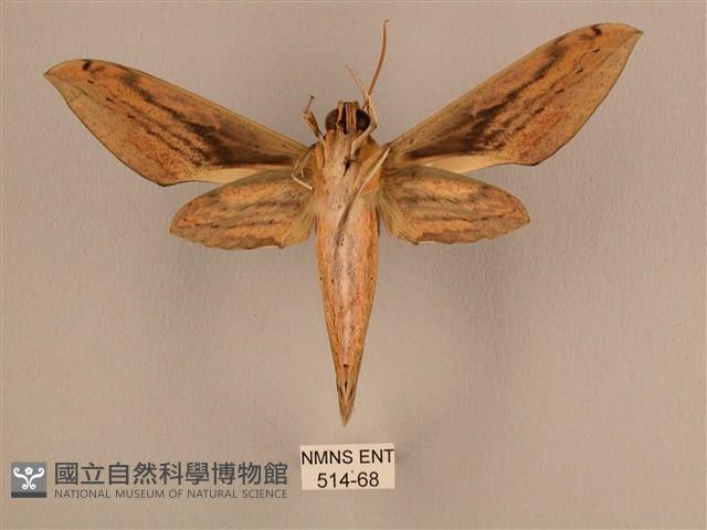 棕綠背線天蛾藏品圖，第2張