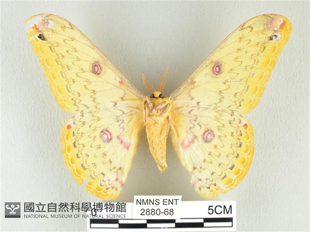 黃豹天蠶蛾藏品圖，第2張