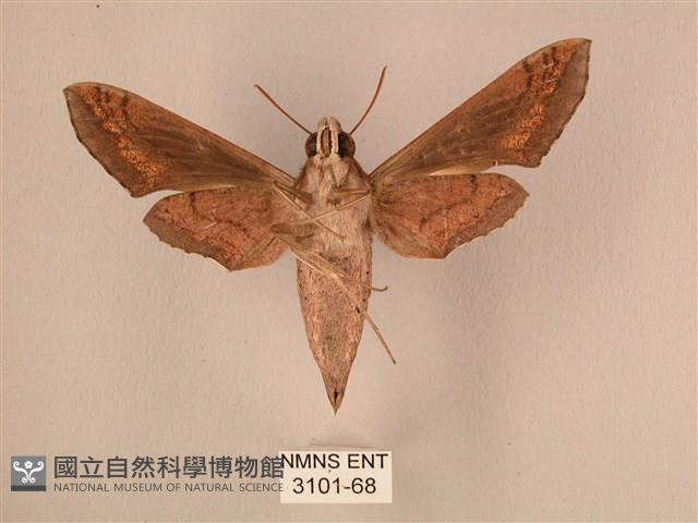 斜線天蛾藏品圖，第2張