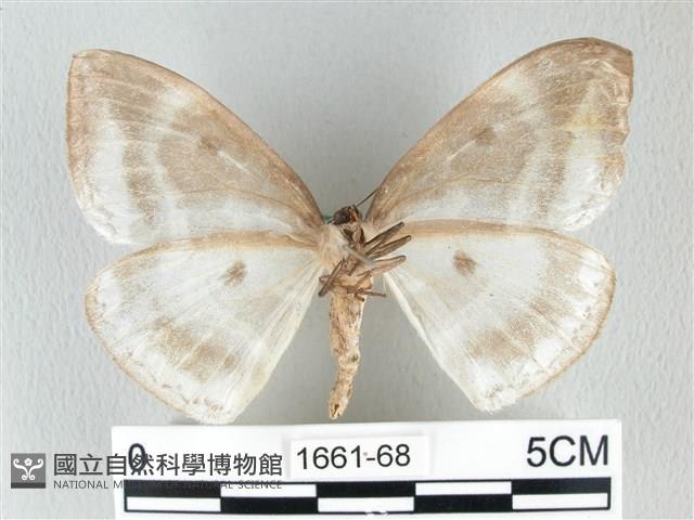 圓翅大鉤蛾藏品圖，第2張