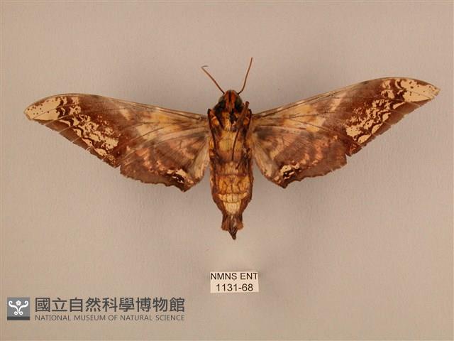 臀角斑天蛾藏品圖，第2張