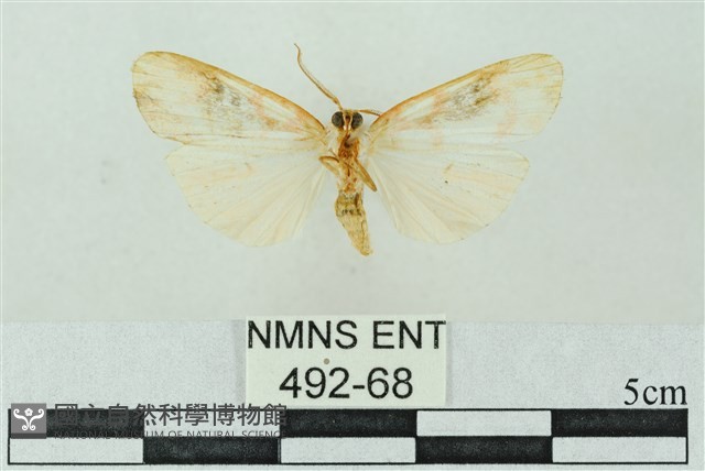 臺雪苔蛾藏品圖，第2張